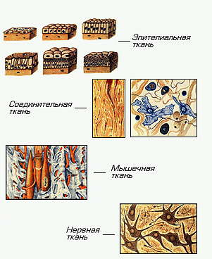 Минеральный состав организма (рис. 1)