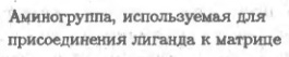 Выделение белков (рис. 12)