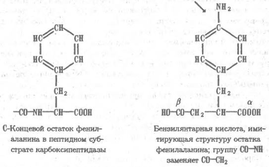 Выделение белков (рис. 13)