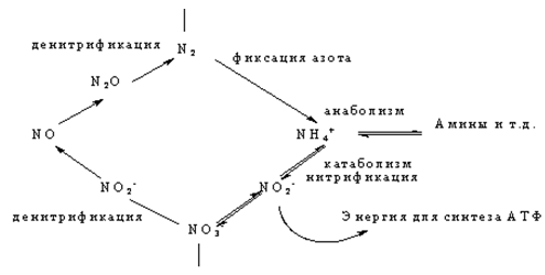 Взаимодействие кобинамида с фруктозой (рис. 3)