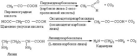 Специфичность амилазы (рис. 24) Специфичность амилазы (рис. 24)