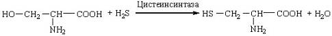 Специфичность амилазы (рис. 28) Специфичность амилазы (рис. 28)